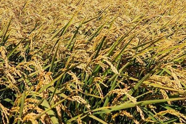 飓两优钰占水稻种子介绍,每亩插足基本苗6万以上
