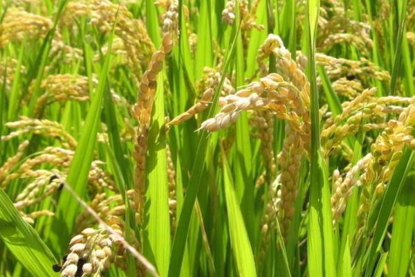 荃优535水稻种子介绍,全生育期129.1天