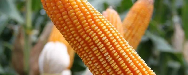 富贵仓816玉米种子介绍，春播出苗至成熟127天