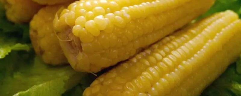 丰禾糯418玉米种子简介，鲜食玉米品种