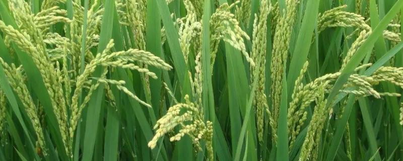 丹粳5019水稻种子介绍，4月上中旬播种