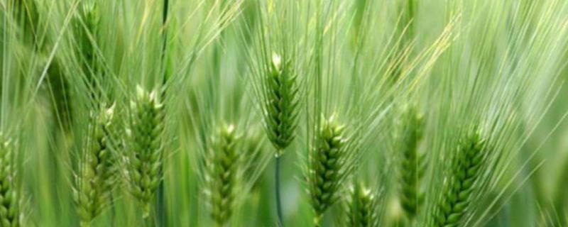 河农1322小麦品种的特性，适宜播期为10月5日～15日