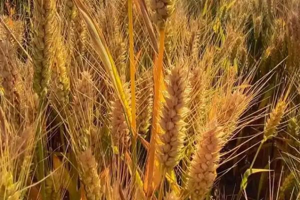 河农1322小麦品种的特性，适宜播期为10月5日～15日