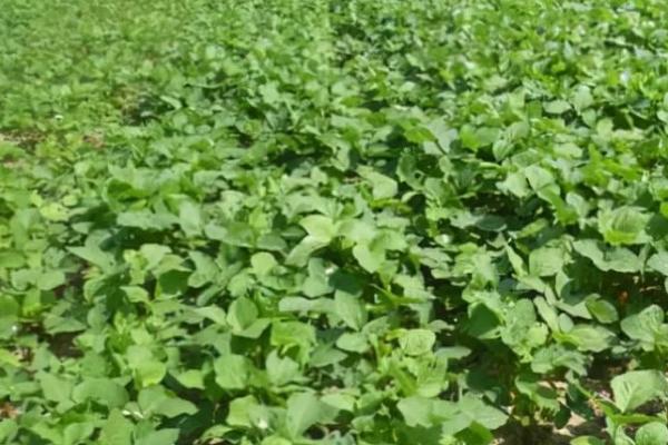 辽鲜豆37大豆品种简介,注意防治病虫草害