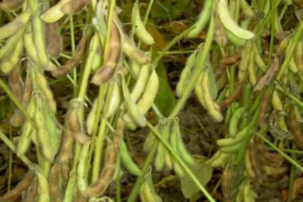 红研58号大豆品种的特性,普通大豆品种