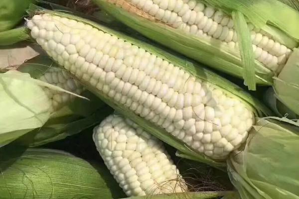 优迪636玉米种子简介，春播出苗至成熟126天