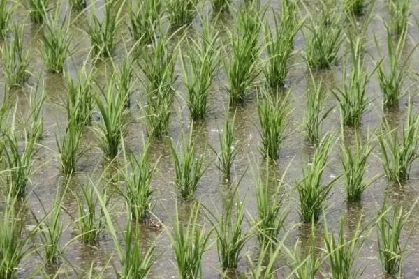 民丰7水稻品种简介,该品种主茎12片叶