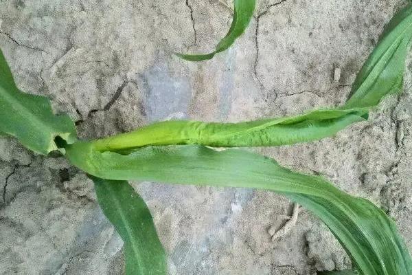 嫩单59玉米种子简介,种植密度不宜过大