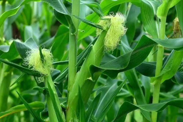 美玉花甜糯101玉米种子特点,种植密度每亩3000株左右