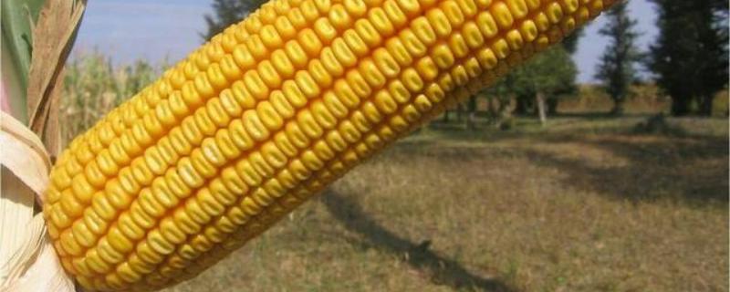 营科先锋8013玉米品种的特性，中抗大斑病