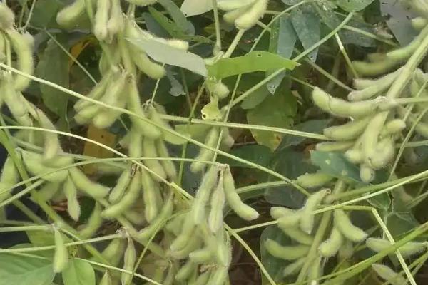 兴盛4号大豆品种的特性,普通大豆品种