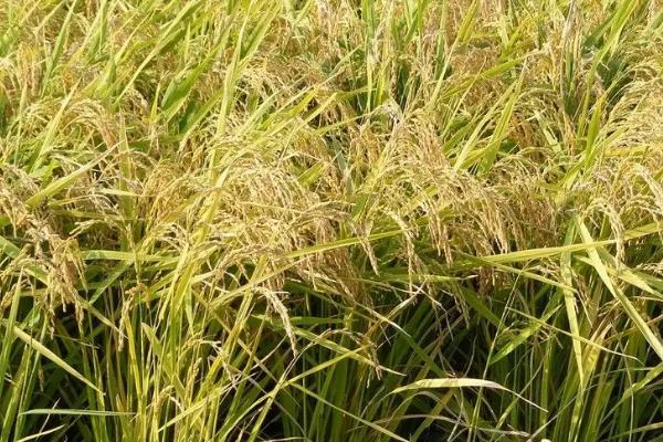 沈农865水稻品种的特性，全生育期159天