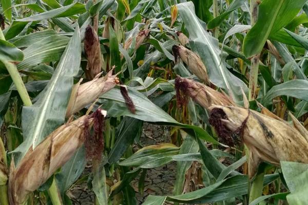 营科先锋8013玉米品种的特性,中抗大斑病
