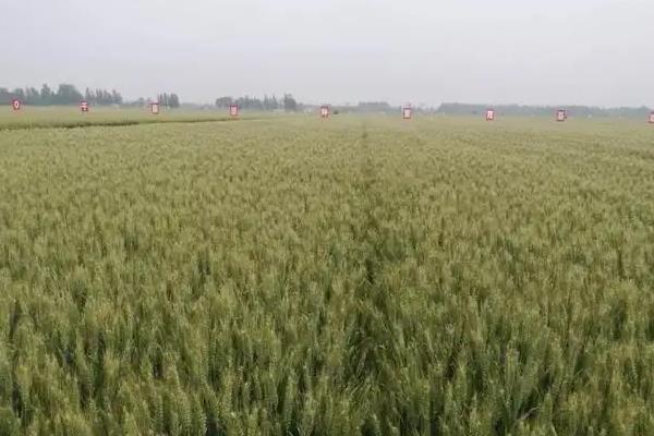 悦农55小麦品种的特性，该品种属冬性品种