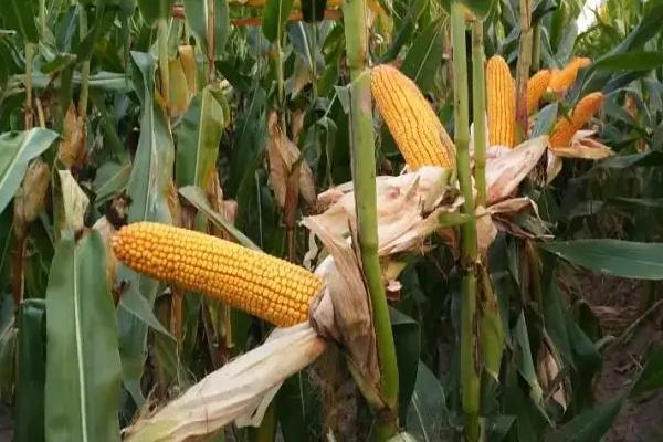 营科先锋8013玉米品种的特性,中抗大斑病