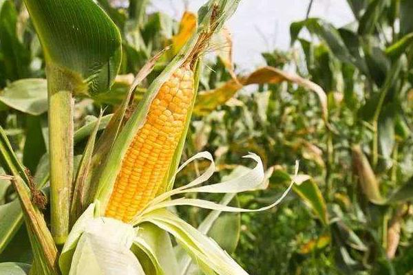 金优3939玉米品种的特性,春播出苗至成熟127天