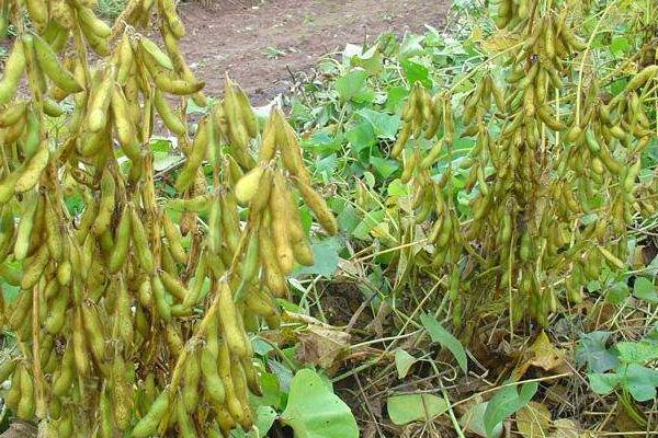 兴盛4号大豆品种的特性,普通大豆品种