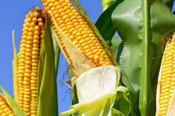 闽双色10号玉米种子特征特性，中抗小斑病