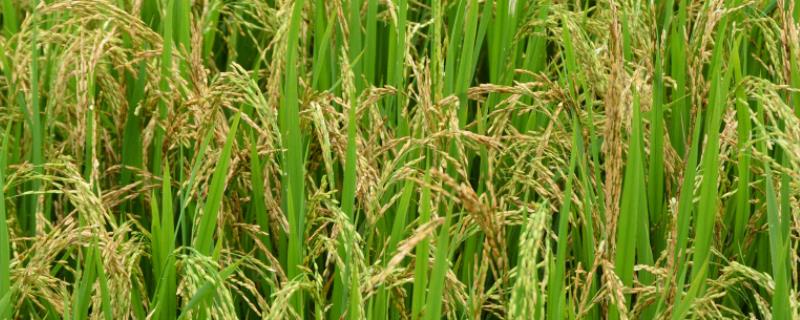 家坊香占水稻品种的特性，每亩插足基本苗8万以上