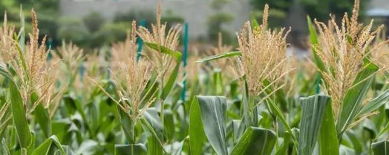 中玉2892玉米种子特征特性，注意防治大斑病