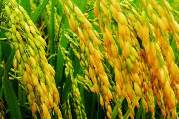 家坊香占水稻品种的特性,每亩插足基本苗8万以上