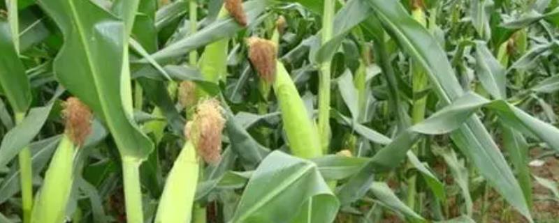 闽双色10号玉米种子特征特性，中抗小斑病