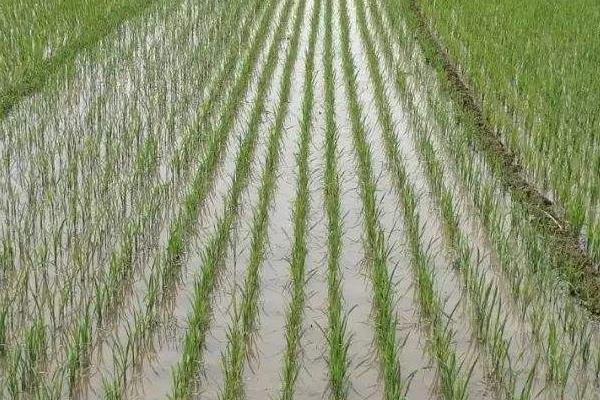 荃两优686水稻品种简介，每亩有效穗数14.9万穗