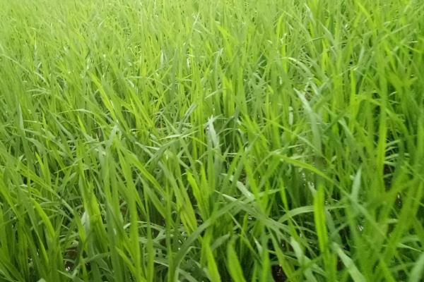 中香优28水稻种子特征特性,一般6月下旬至7月上旬播种