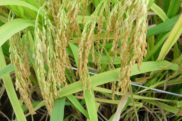 筑优995水稻品种简介,一般3月中旬至4月下旬播种