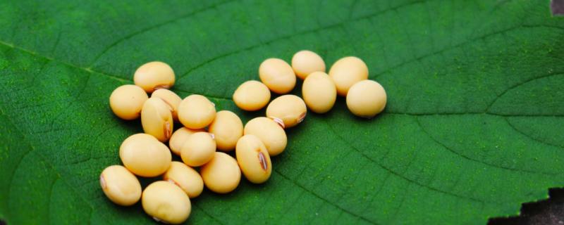 吉育2515大豆品种简介，注意防治大豆蚜虫