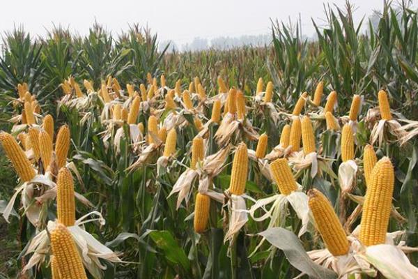 D6035玉米种子特点,适宜播种期4月下旬至5月上旬