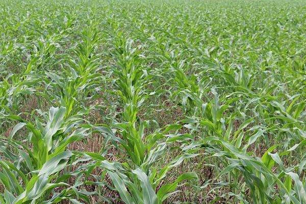 F518玉米品种简介，适宜播种期4月下旬至5月中旬