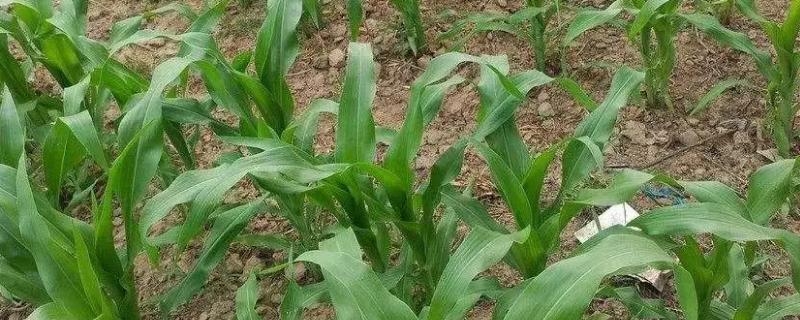 万甜糯278玉米种子简介，密度3500株/亩左右