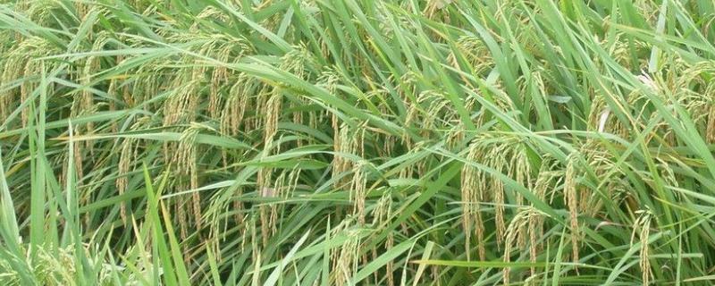 谷两优晶香占水稻品种的特性，籼型两系杂交水稻品种