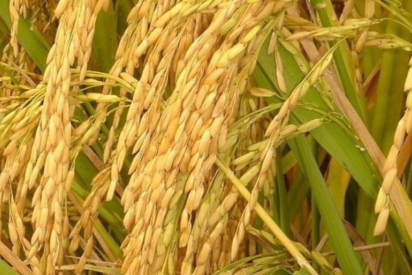 谷两优晶香占水稻品种的特性，籼型两系杂交水稻品种