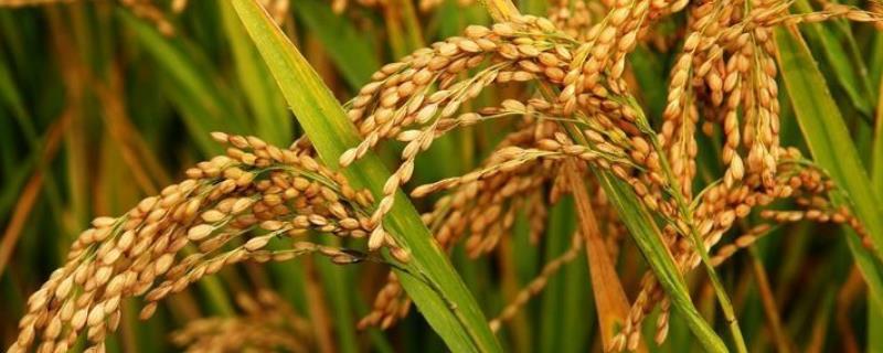 华优66莘占水稻种子介绍，秧田播种量每亩15.0千克
