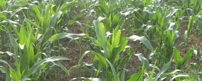 MC333玉米品种简介，中抗茎腐病