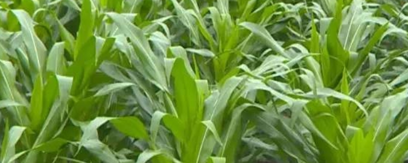 海仓598玉米种子特征特性，适宜播种期4月下旬至5月上旬