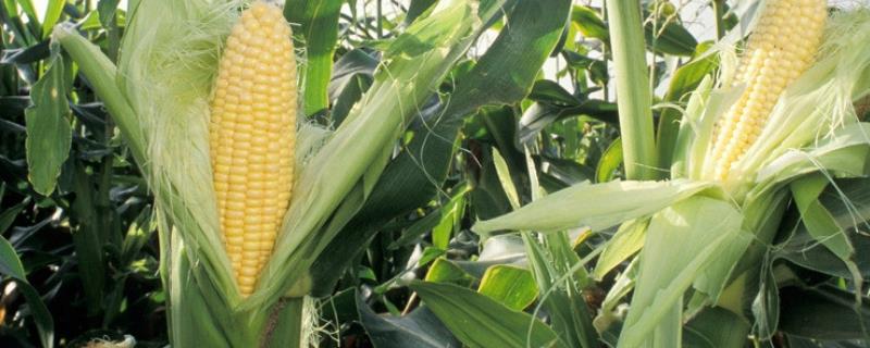 D6035玉米种子特点，适宜播种期4月下旬至5月上旬