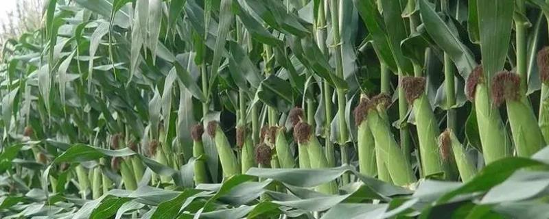 V969玉米种子介绍，密度4500株/亩左右