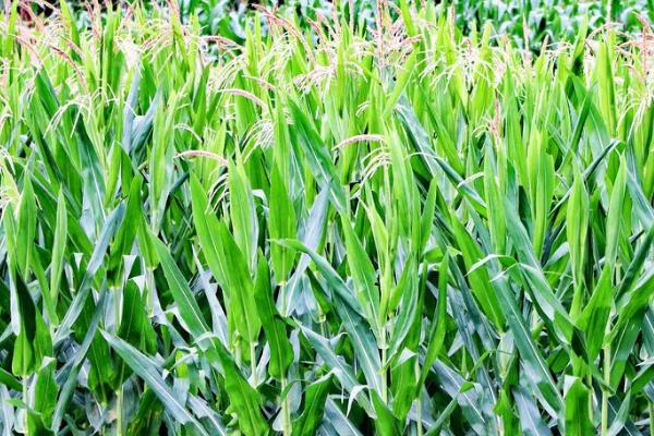嘉禧208玉米种子简介,密度5000株/亩左右