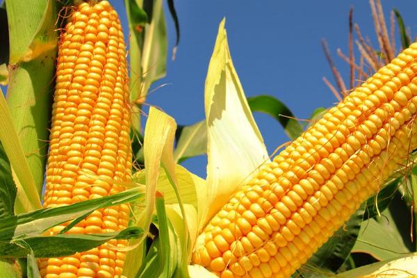 嘉禧208玉米种子简介,密度5000株/亩左右