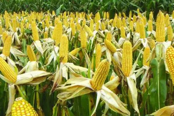 昊明达224玉米种子特征特性，中抗灰斑病
