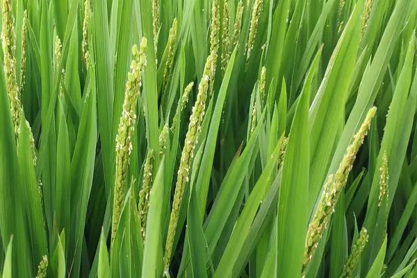 荃优振兴水稻种子特征特性,一般4月中旬至5月上旬播种