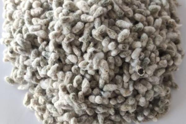 锦絮6号棉花品种的特性，播种密度4—6万株/亩左右