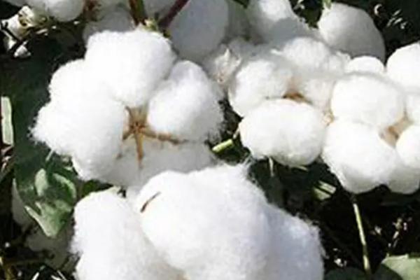 棕863棉花品种简介，生育期121天