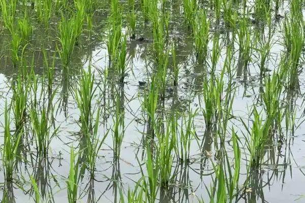 荃优振兴水稻种子特征特性,一般4月中旬至5月上旬播种