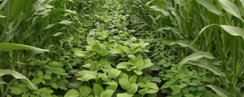 中黄319大豆种子特点，生育期平均101天
