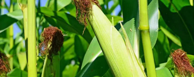 GS919玉米品种的特性，高抗茎腐病