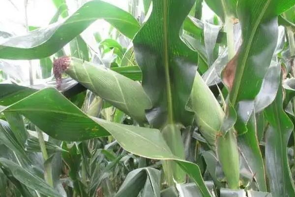 GS919玉米品种的特性，高抗茎腐病